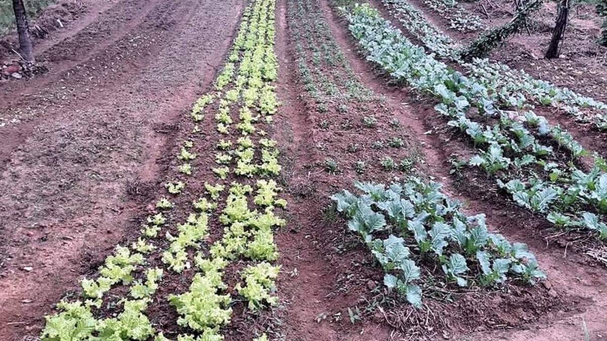 Horta em processo de evolução produtiva